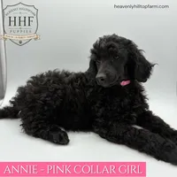 ANNIE - Medium standard poodle, a female Poodle - Standard  for sale in Charlo, MT – 1 of 2
