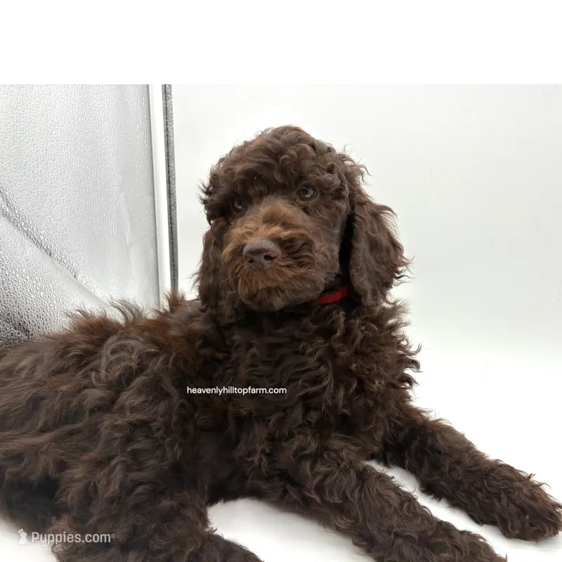 POPPY - Brown Goldendoodle – Goldendoodle, Poodle - Standard  puppy for sale in Charlo, MT