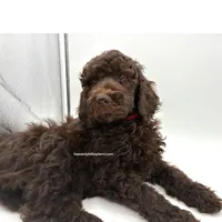 POPPY - Brown Goldendoodle, a female Goldendoodle and Poodle - Standard  for sale in Charlo, MT – 1 of 2