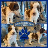 GEORGIA - ELLA's Girl - Navy, a female Poodle - Standard  for sale in Charlo, MT – Photo 1 of 4