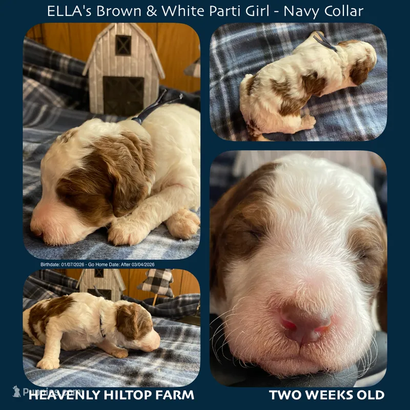 ELLA's Br/ Wh SABLE Parti