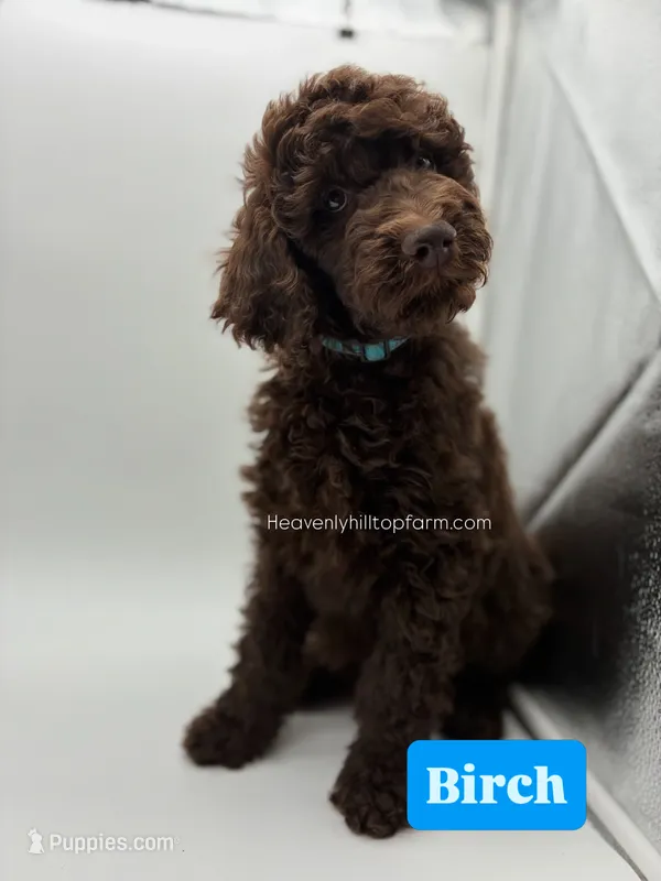 BIRCH - Light Blue Collar Boy – Goldendoodle puppy on hold in Charlo, MT