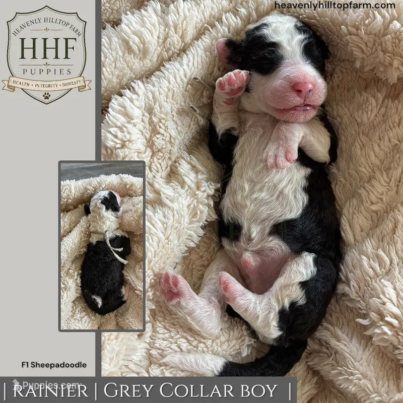 RAINIER- F1 Sheepadoodle – Old English Sheepdog, Poodle - Standard  puppy for sale in Charlo, MT