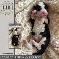 RAINIER- F1 Sheepadoodle, a male Old English Sheepdog and Poodle - Standard  for sale in Charlo, MT – 1 of 1