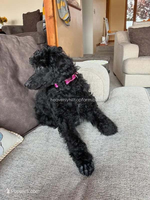 ANNIE - Medium standard poodle – Poodle - Standard  puppy for sale in Charlo, MT