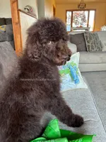 ALDER - Brown Goldendoodle, a male Goldendoodle and Poodle - Standard  for sale in Charlo, MT – 3 of 4