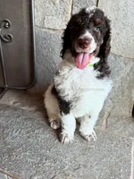 Harlem - Brown Tri, a male Poodle - Standard  for sale in Charlo, MT – 2 of 7