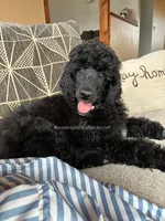 MAGNOLIA - Medium Black Poodle, a female Poodle - Standard  for sale in Charlo, MT – 2 of 4