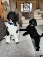 HANK - Black Tri medium Standard Poodle, a male Poodle - Standard  for sale in Charlo, MT – 3 of 5