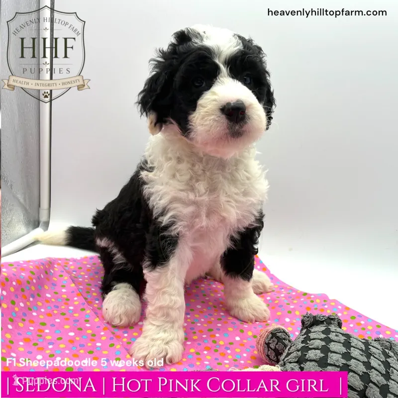 SEDONA- F1 Sheepadoodle – Old English Sheepdog, Poodle - Standard  puppy for sale in Charlo, MT