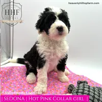 SEDONA- F1 Sheepadoodle, a female Old English Sheepdog and Poodle - Standard  for sale in Charlo, MT – 1 of 2