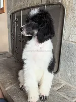 MABEL - Black Tri Medium Standard Poodle, a female Poodle - Standard  for sale in Charlo, MT – 3 of 6