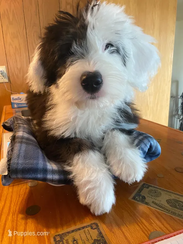 INGRID - OES GIRL PINK – Old English Sheepdog puppy for sale in Charlo, MT