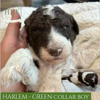 Harlem - Brown Tri, a male Poodle - Standard  for sale in Charlo, MT – 2 of 4
