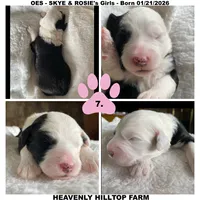 MIA - OES GIRL LIGHT PINK, a female Old English Sheepdog for sale in Charlo, MT – Photo 2 of 3