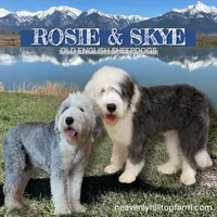 MIA - OES GIRL LIGHT PINK, a female Old English Sheepdog for sale in Charlo, MT – Photo 3 of 3