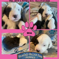 MIA - OES GIRL LIGHT PINK, a female Old English Sheepdog for sale in Charlo, MT – Photo 1 of 3