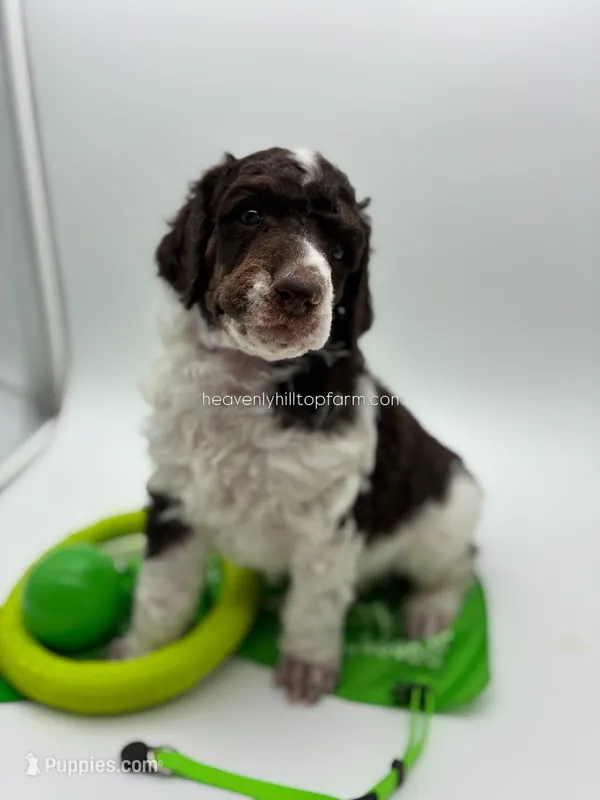 Harlem - Brown Tri – Poodle - Standard  puppy for sale in Charlo, MT