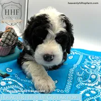 GLACIER- F1 Sheepadoodle, a male Old English Sheepdog and Poodle - Standard  for sale in Charlo, MT – 1 of 2