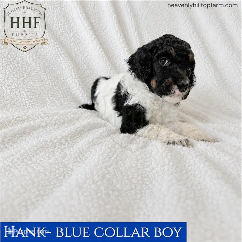 HANK - Medium standard poodle – Poodle - Standard  puppy for sale in Charlo, MT