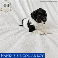 HANK - Medium standard poodle, a male Poodle - Standard  for sale in Charlo, MT – 1 of 1