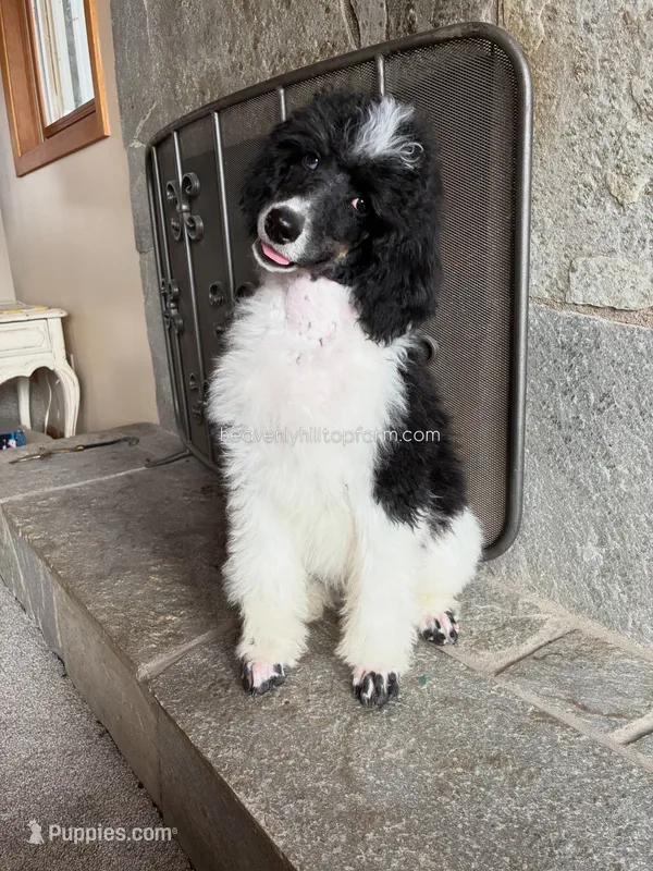 MABEL - Black Tri Medium Standard Poodle – Poodle - Standard  puppy for sale in Charlo, MT