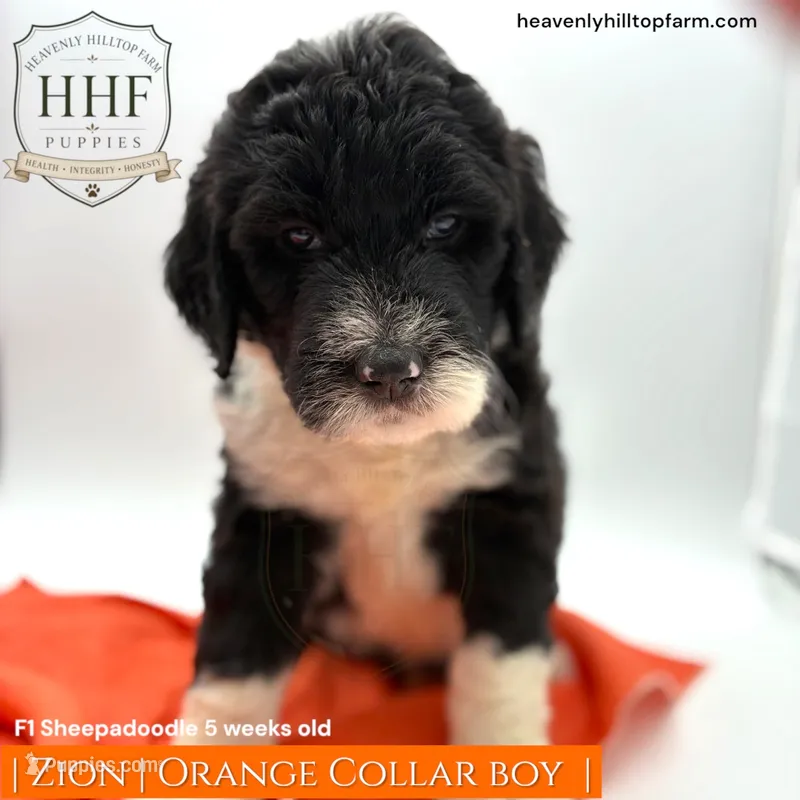 ZION - F1 Sheepadoodle – Old English Sheepdog, Poodle - Standard  puppy for sale in Charlo, MT