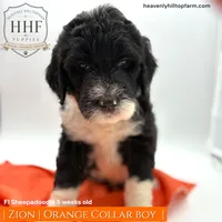 ZION - F1 Sheepadoodle, a male Old English Sheepdog and Poodle - Standard  for sale in Charlo, MT – 1 of 2