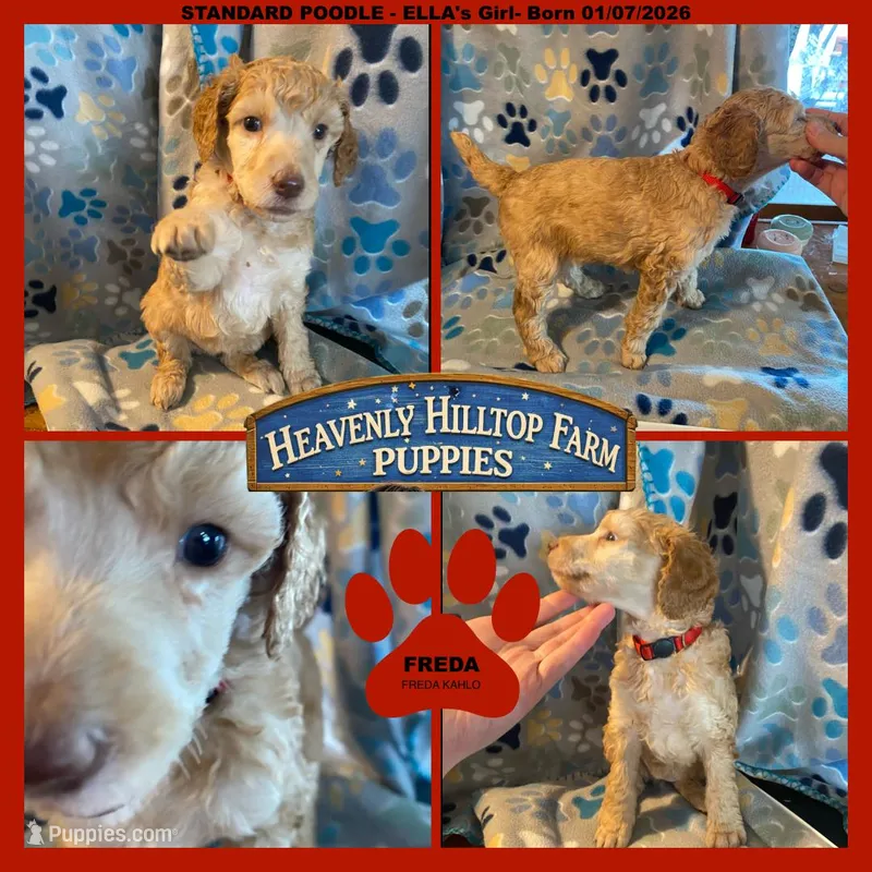 FREDA - ELLA's  girl - Red