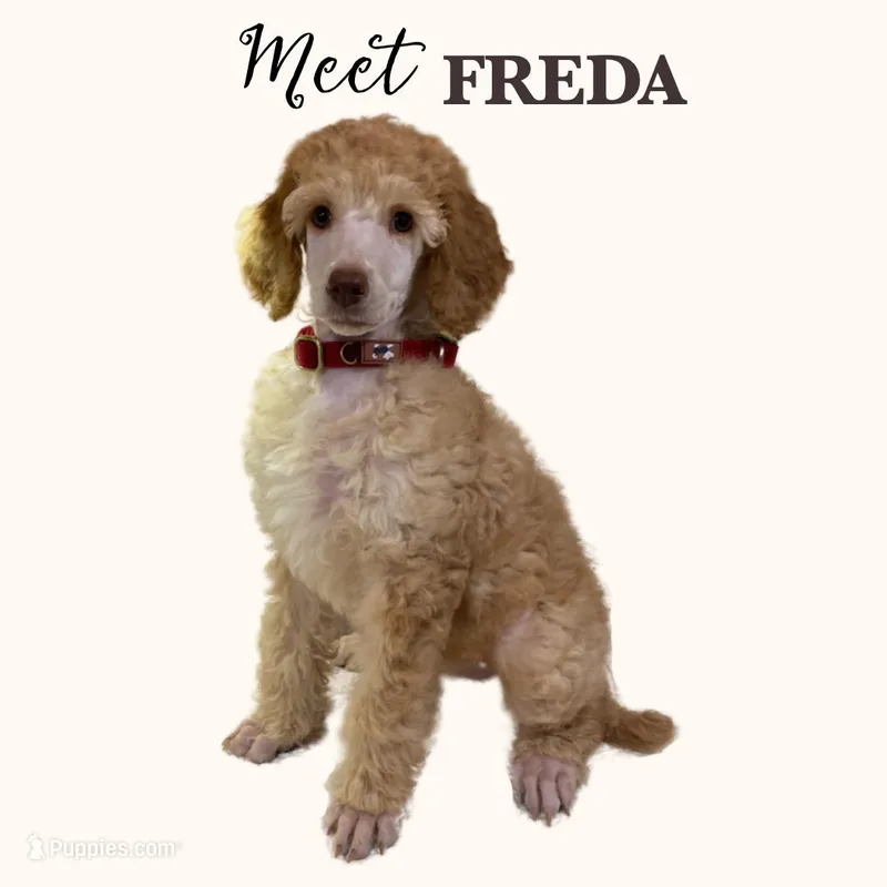 FREDA – Poodle - Standard  puppy for sale in Charlo, MT