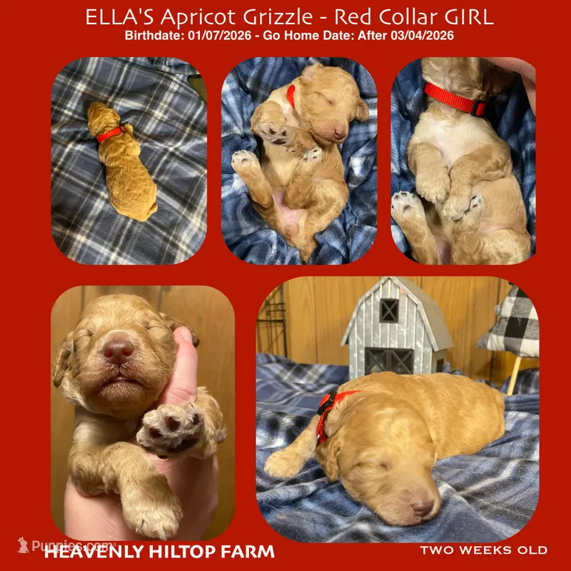 ELLA's Apricot SABLE girl