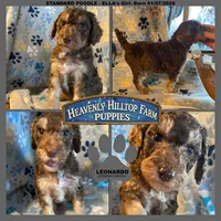 LEONARDO - ELLA's Boy - Grey, a male Poodle - Standard  for sale in Charlo, MT – Photo 1 of 6