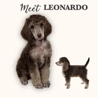 LEONARDO, a male Poodle - Standard  for sale in Charlo, MT – Photo 1 of 7