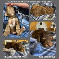 LEONARDO, a male Poodle - Standard  for sale in Charlo, MT – Photo 3 of 7