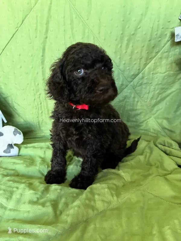 POPPY - Red Collar Girl  – Goldendoodle puppy for sale in Charlo, MT