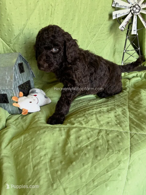 ALDER - Green Collar Boy – Goldendoodle puppy for sale in Charlo, MT