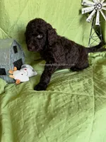 ALDER - Green Collar Boy, a male Goldendoodle for sale in Charlo, MT – 1 of 1
