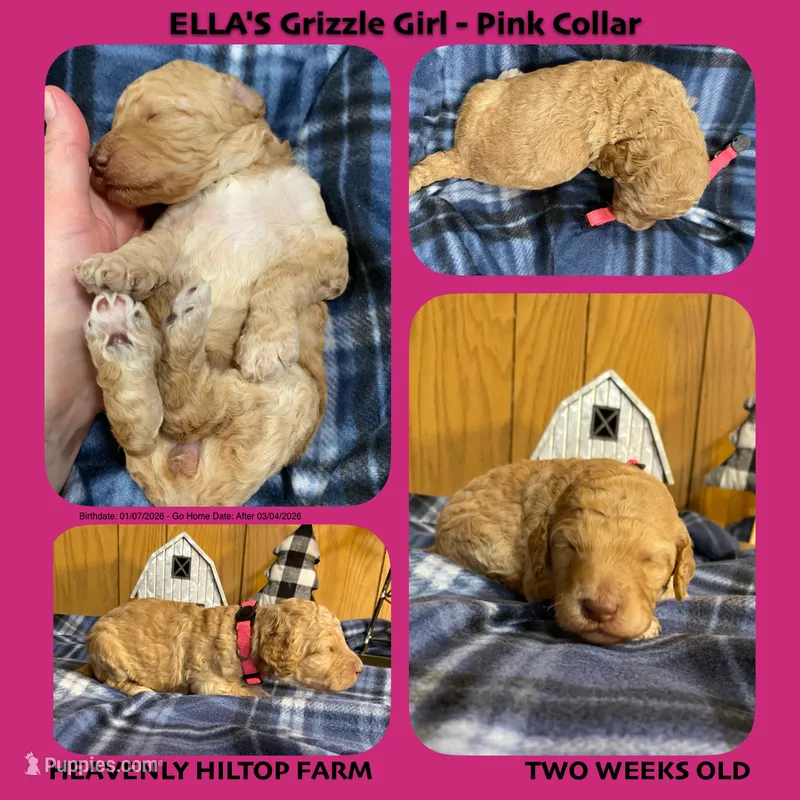 ELLA's Apricot SABLE - pink