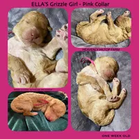 LOMI , a female Poodle - Standard  for sale in Charlo, MT – Photo 4 of 7