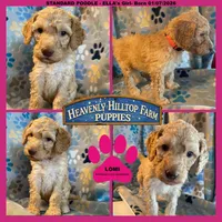 LOMI - ELLA's - pink, a female Poodle - Standard  for sale in Charlo, MT – Photo 1 of 6