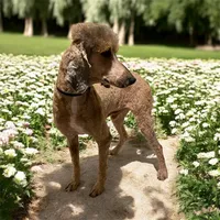 LOMI , a female Poodle - Standard  for sale in Charlo, MT – Photo 6 of 7