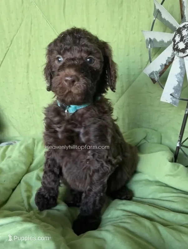 BIRCH - Light Blue Collar Boy – Goldendoodle puppy for sale in Charlo, MT