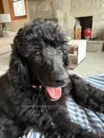 MAGNOLIA - Medium Black Poodle, a female Poodle - Standard  for sale in Charlo, MT – 3 of 4