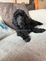 ANNIE - Medium standard poodle, a female Poodle - Standard  for sale in Charlo, MT – 4 of 7