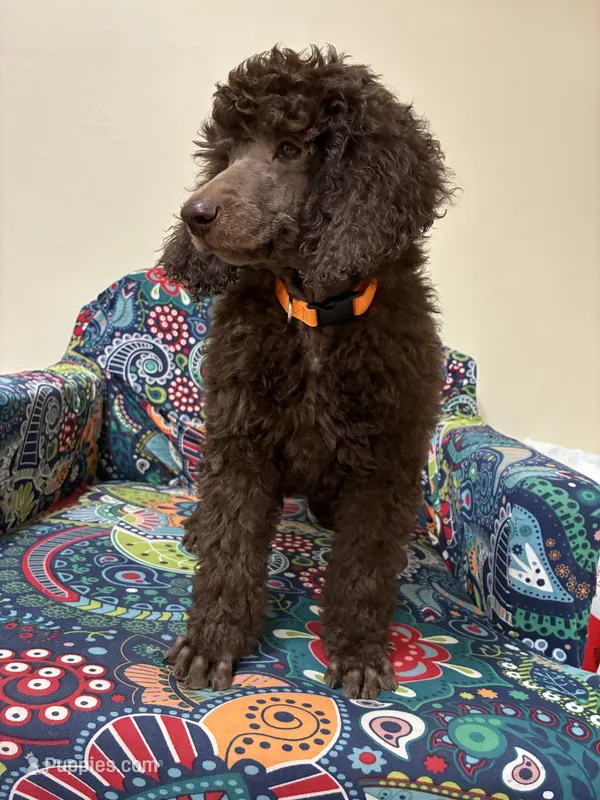 HENRY - AKC Large standard poodle  – Poodle - Standard  puppy for sale in Charlo, MT