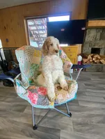 PIERRE , a male Poodle - Standard  for sale in Charlo, MT – Photo 2 of 8