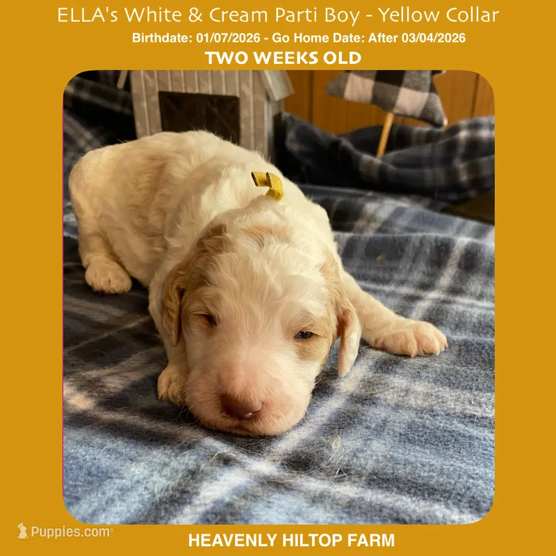 ELLA'svWhite & Cream Parti