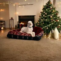 PIERRE - ELLA's Boy - Yellow, a male Poodle - Standard  for sale in Charlo, MT – Photo 5 of 5