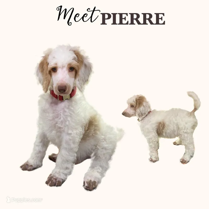PIERRE - ELLA's Boy - Yellow – Poodle - Standard  puppy for sale in Charlo, MT