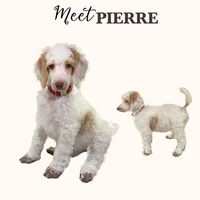 PIERRE - ELLA's Boy - Yellow, a male Poodle - Standard  for sale in Charlo, MT – Photo 1 of 5